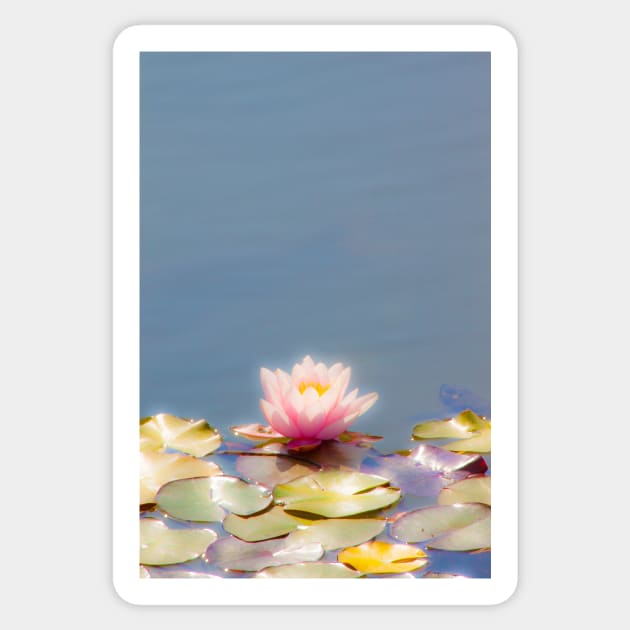 waterlily. nenúfar Sticker by terezadelpilar